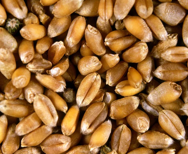 Buğday Tohumları Triticum — Stok fotoğraf