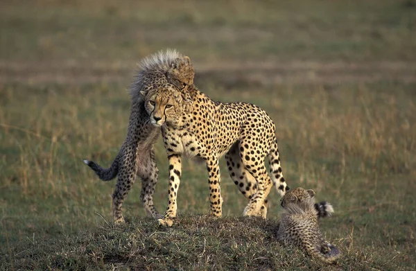 Cheetah Acinonyx Jubatus Mother Cub Playing Masai Mara Park Kenya — ストック写真