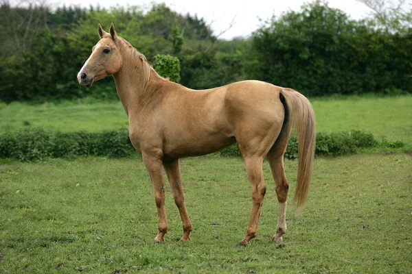 Akhal Teke Raça Cavalo Turquemenistão Mare — Fotografia de Stock