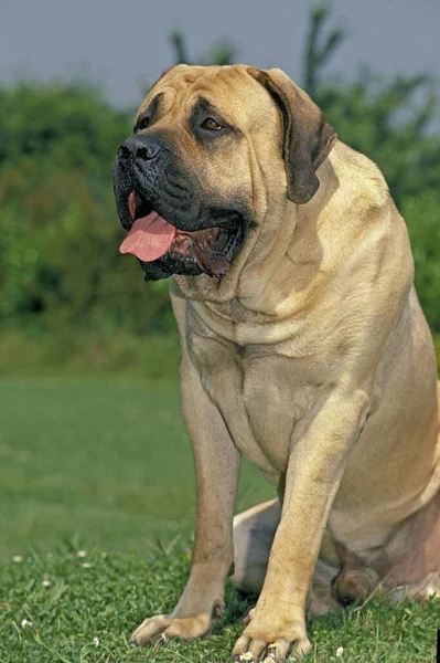 Mastiff Dog Hombre Sentado Hierba —  Fotos de Stock