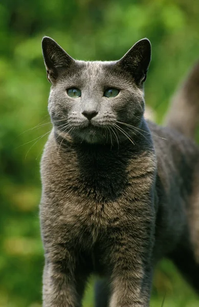 Russian Blue Domestic Cat — Stock Photo, Image