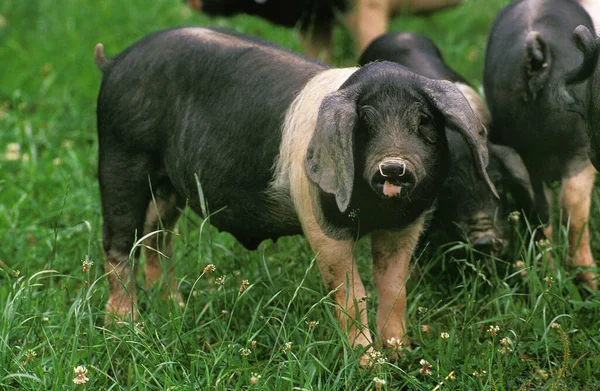 Basque Domestic Pig French Breed — Zdjęcie stockowe