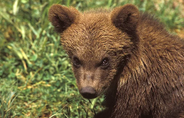 Urso Castanho Ursus Arctos Retrato Cub — Fotografia de Stock