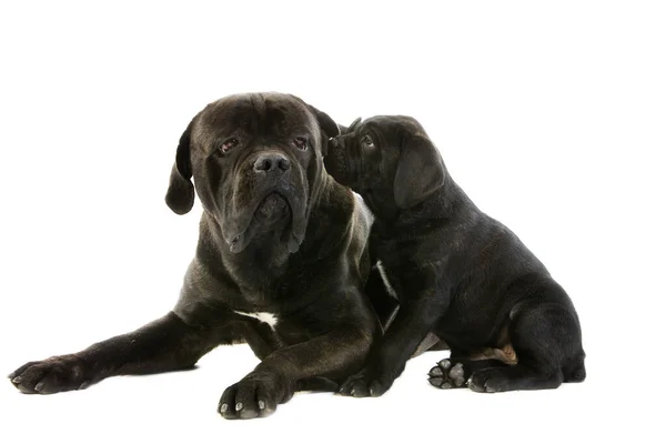 Cane Corso Порода Собак Италии Матери Щенка Белом Фоне — стоковое фото