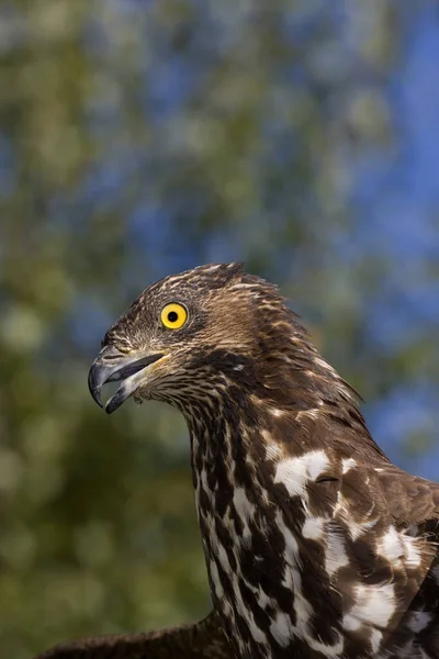 Honey Buzzard Pernis Apivorus Chefe Adulto Normandia — Fotografia de Stock