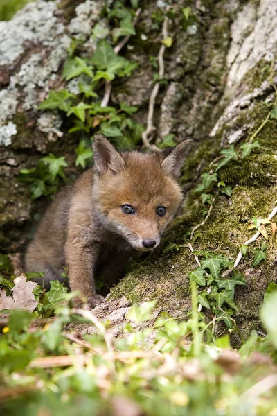 Renard Roux Vulpes Vulpes Louveteau Debout Entrée Den Normandie — Photo