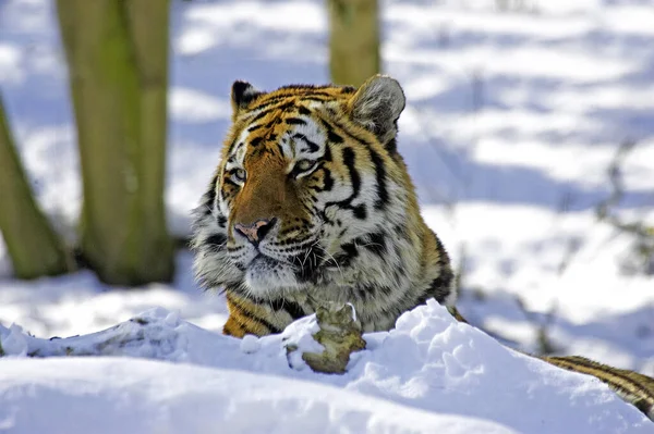 Tigre Siberiano Tigris Altaica Panthera Neve — Fotografia de Stock