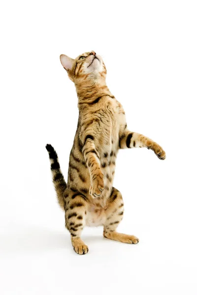 Brown Spotted Tabby Bengal Domestic Cat Standing Hind Legs White — 스톡 사진