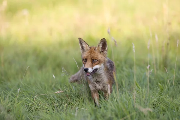 Renard Roux Vulpes Vulpes Adulte Debout Sur Herbe Normandie — Photo