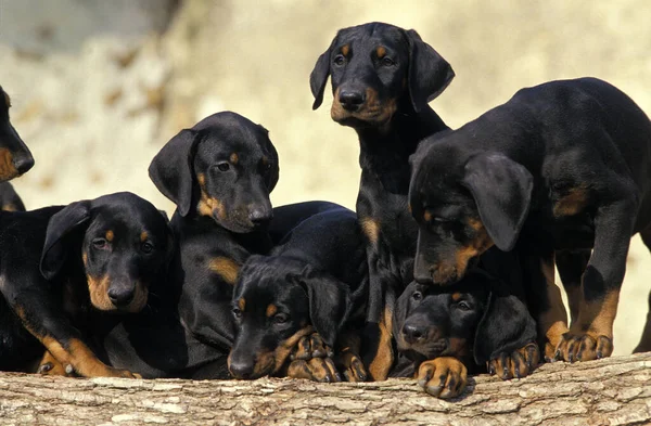 Dobermann Dog Dobermann Pinscher Κουτάβια Που Στέκονται Στη Στοίβα Από — Φωτογραφία Αρχείου