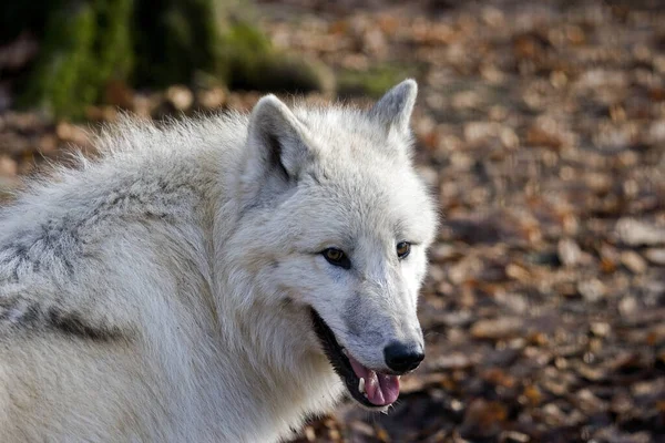 Portrait Arctic Wolf Canis Lupus Tundrarum — Stock fotografie
