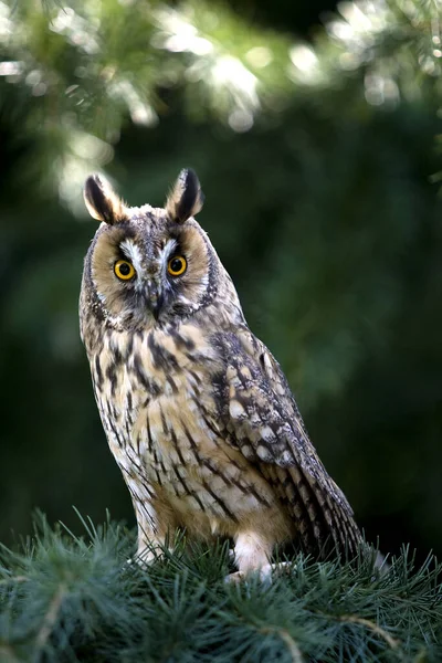 Long Eared Owl Asio Otus Adult Standing Pine Tree Normandy — Stock Photo, Image