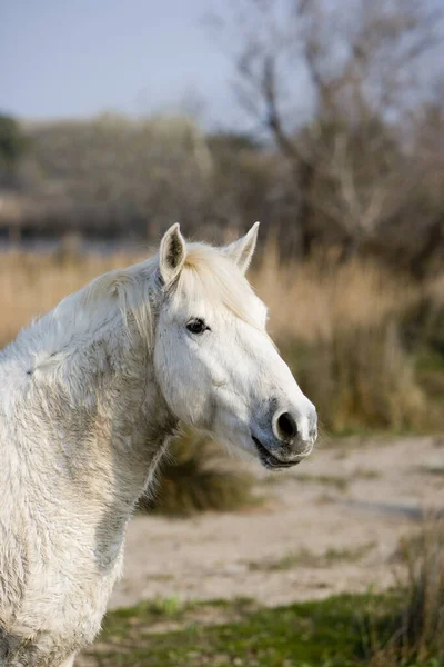 Camargue Horse Saintes Marie Mer Sud France — Photo