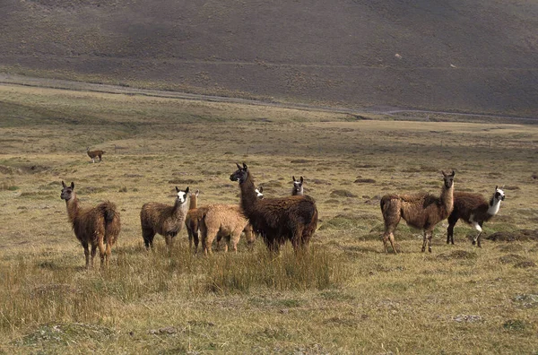 Llama Lama Glama Herd Pampa Εκουαδόρ — Φωτογραφία Αρχείου