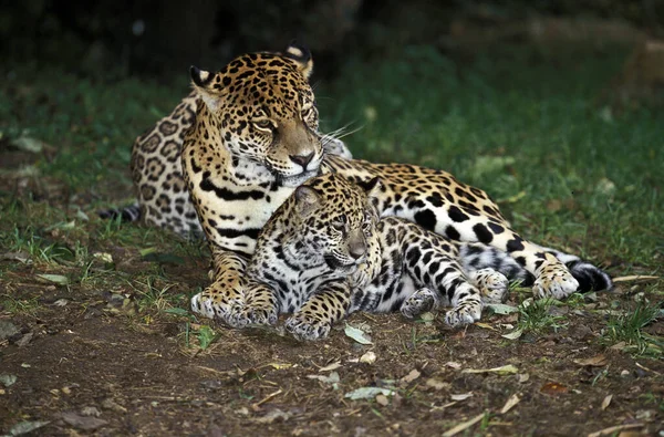 Jaguar Panthera Onca Mother Cub — 스톡 사진