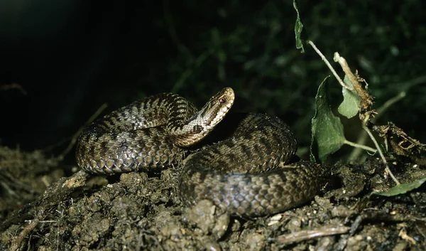 眼镜蛇 自然背景 — 图库照片