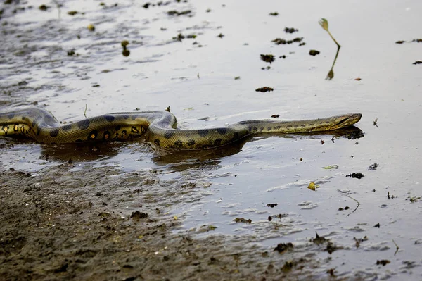 Green Anaconda Eunectes Murinus Los Lianos Venezuela — 스톡 사진
