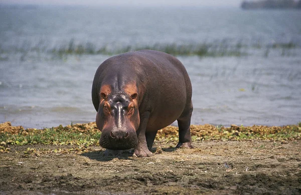 Hippopotamus Hippopotamus Amphibius Adult Стоїть Біля Озера Кенія — стокове фото