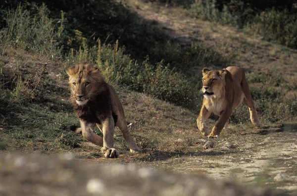 African Lion,  panthera leo, Pair running