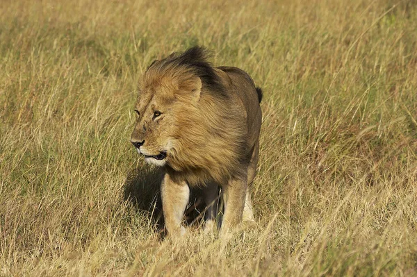 Afrikanischer Löwe Panthera Leo Männchen Masai Mara Park Kenia — Stockfoto