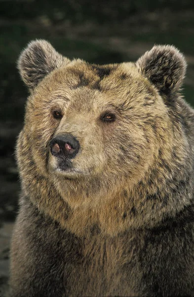 Urso Castanho Ursus Arctos Retrato Adulto — Fotografia de Stock