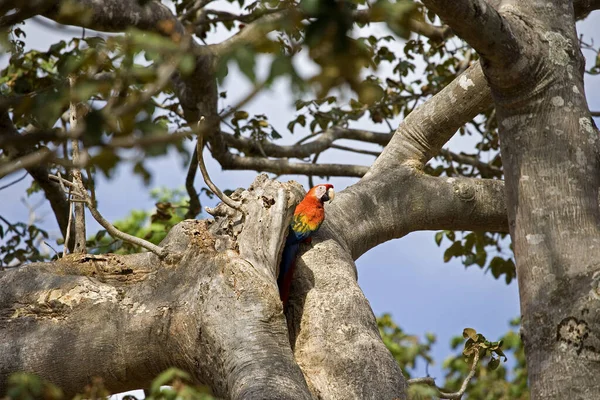 Scarlet Macaw Ara Macao Dorosły Stojący Przy Wejściu Gniazda Los — Zdjęcie stockowe
