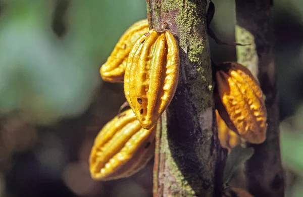 Cacao Tree Theobroma Cacao Cocoa Fruits Mexico — 图库照片