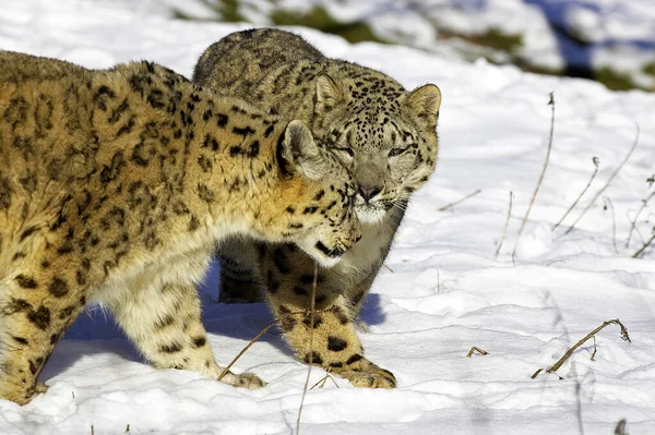 Сніговий Леопард Або Унція Uncia Uncia Стоїть Снігу — стокове фото