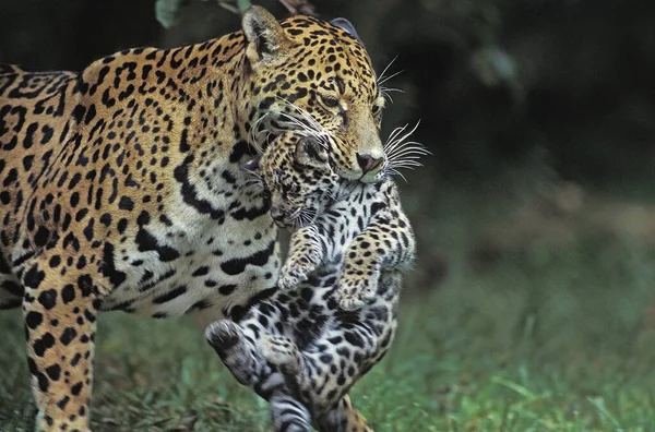 Jaguár Panthera Onca Anya Szájában Hordja Kölyköt — Stock Fotó