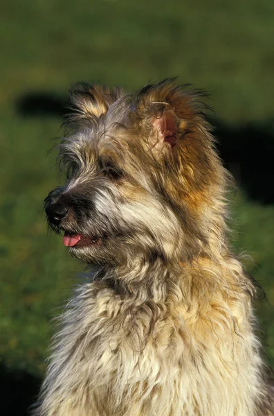 Owczarek Pirenejski Lub Owczarek Pirenejski Portret Psa — Zdjęcie stockowe