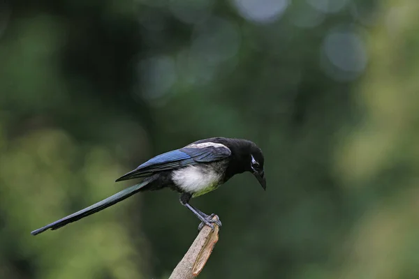 Schwarzschnabelelelster Oder Europäische Elster Pica Pica Erwachsener Auf Zweig Stehend — Stockfoto