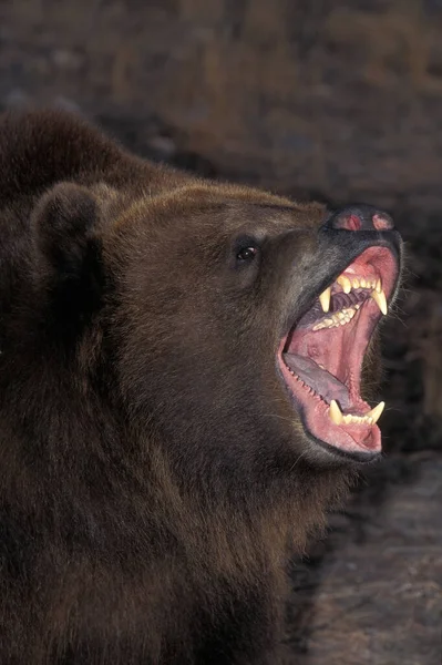 Медведь Кадьяк Ursus Arctos Middendorffi Открытым Ртом Оборонительной Позе Аляска — стоковое фото