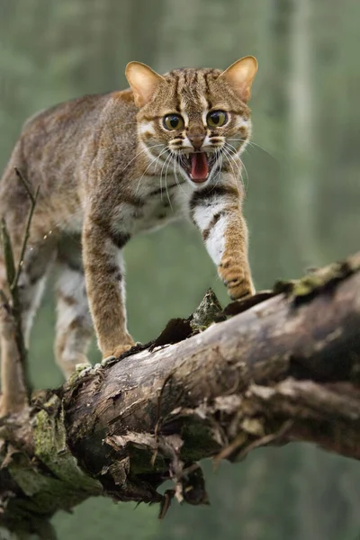 錆びた斑点のある猫 Prionailurus Rubiginous 口を開けて大人 防御姿勢 — ストック写真
