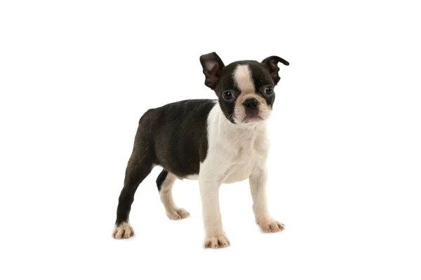 Boston Terrier Dog Pup Staande Tegen Witte Achtergrond — Stockfoto