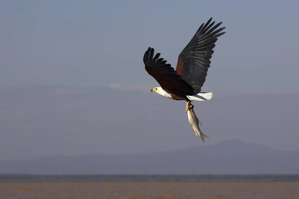 非洲鱼鹰 Haliaeetus Vocifer Adult Flight Fishing Baringo Lake Kenya — 图库照片