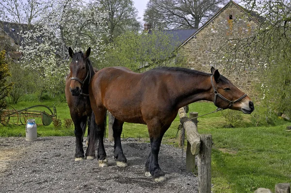 Cob Normand Hest Udkast Hest - Stock-foto