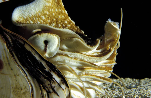 Nautilus Nautilus Makromphalus Doğal Arka Plan — Stok fotoğraf