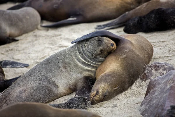 Sydafrikansk Pälssäl Arctocephalus Pusillus Kap Cross Namibia — Stockfoto