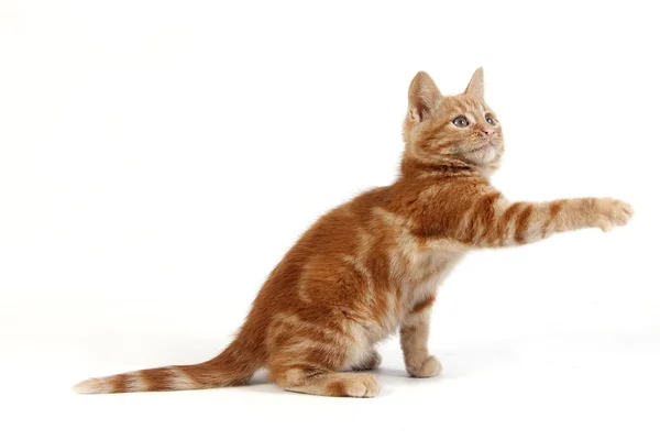 Red Tabby Domestic Cat Gatinho Jogando Contra Fundo Branco — Fotografia de Stock