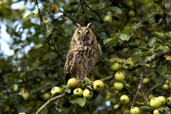 Long Eared Owl Asio Otus Standing Apple Tree Normandy — 스톡 사진