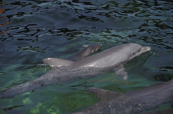 Дельфин Бутылках Тюрсиопс Трункат Мать Теленок — стоковое фото