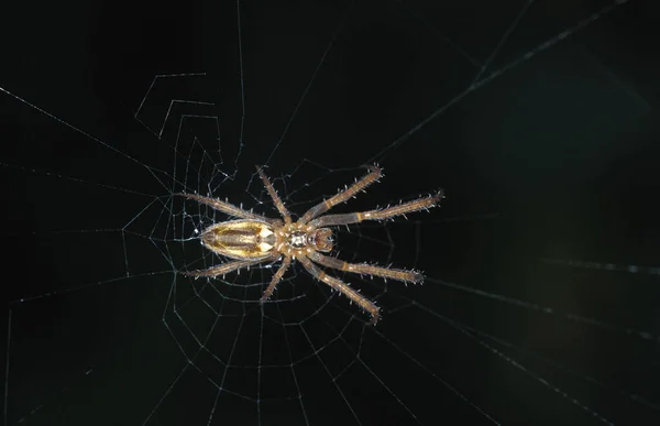 Spider Web Κένυα — Φωτογραφία Αρχείου