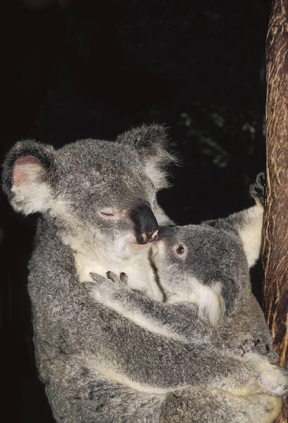 Koala Phascolarctos Cinereus Mother Young Australia — 스톡 사진