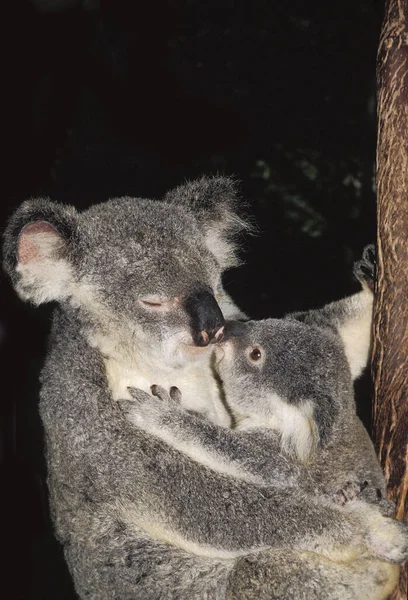 Koala Phascolarctos Cinereus Madre Joven Australia —  Fotos de Stock