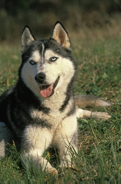 Sibirien Husky Dog Ligger Gräs — Stockfoto