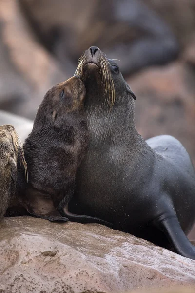 South African Fur Seal Arctocephalus Pusillus Female Pup Cape Cross — 스톡 사진