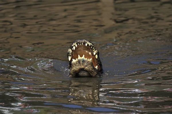 Amerikanischer Alligator Alligator Mississipiensis Erwachsener Mit Offenem Maul — Stockfoto