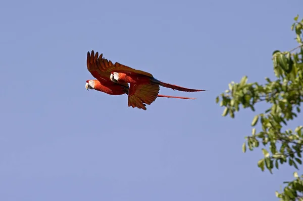 Scarlet Macaw Ara Macao Çift Uçuş Los Lianos Venezuela — Stok fotoğraf