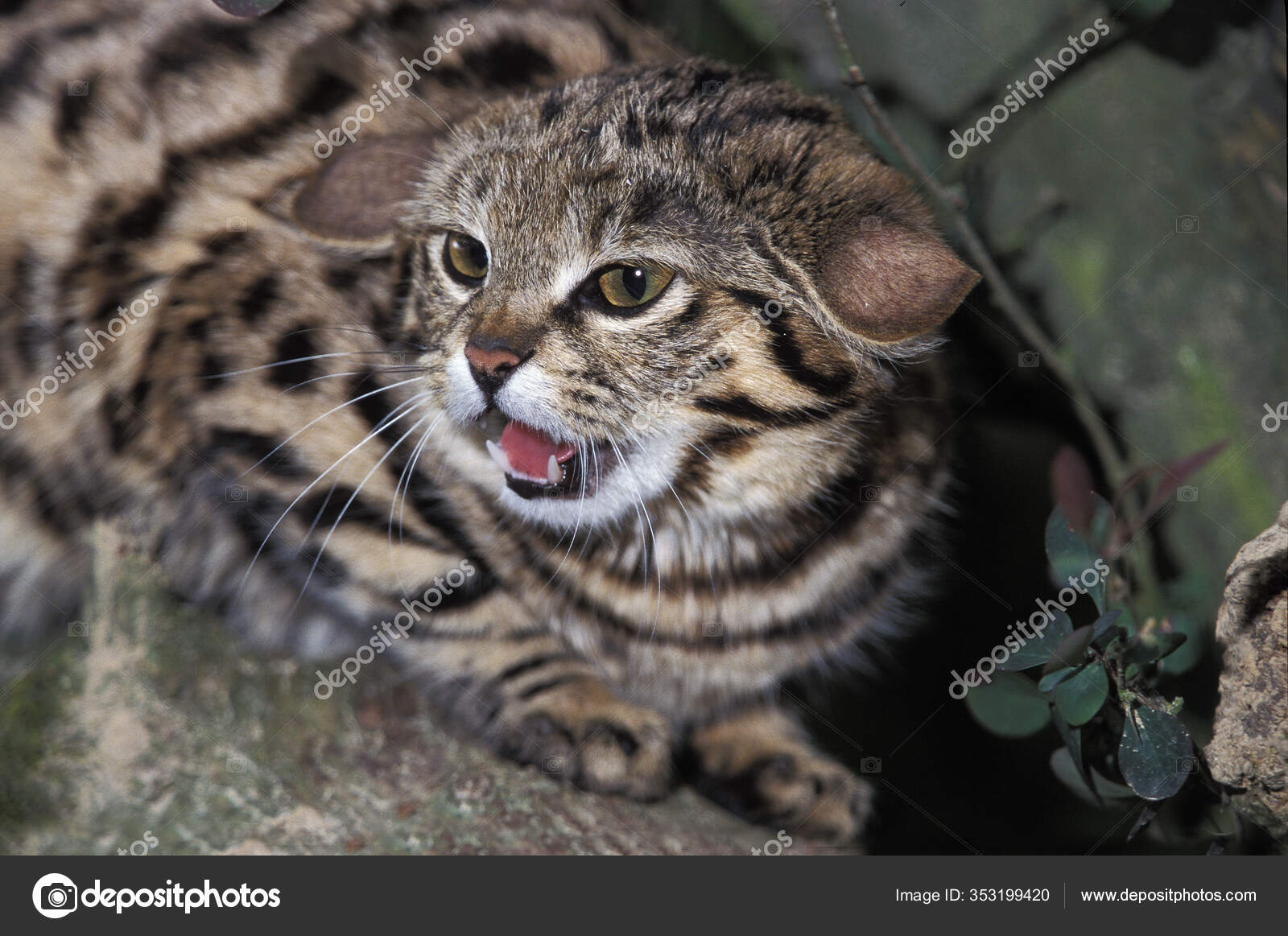 Felis Nigripes Gyra Cat Price Small African Wild Cat Sales (Gyra Cat)