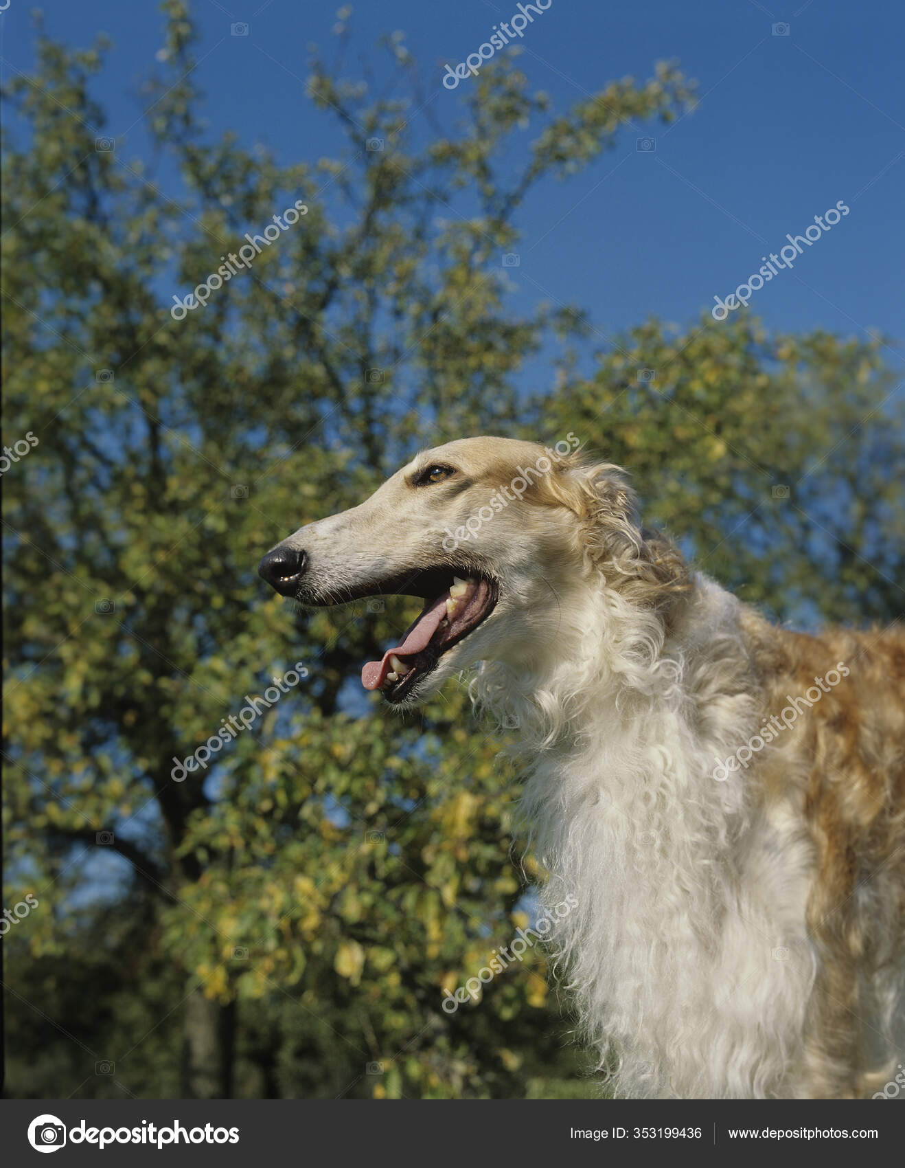 Borzoi Dog Breed Russian Deerhound 5+ Thousand Russian Borzoi Dog